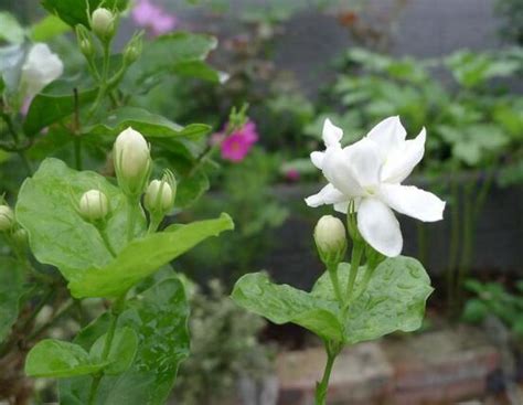 茉莉花象徵|茉莉花：花語與文化象徵全解析